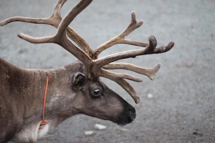 Рускеала, где камень стал озером