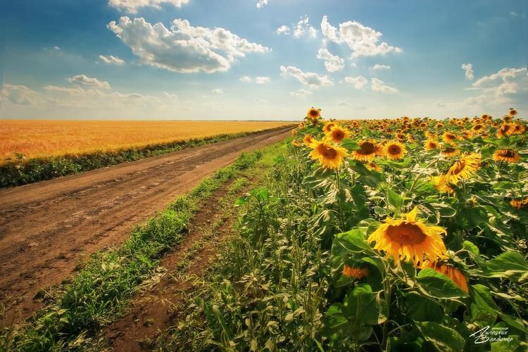 Кубань дарит солнце