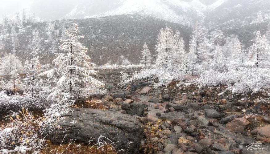 Где горы дышат розовым туманом: Алтайский маральник